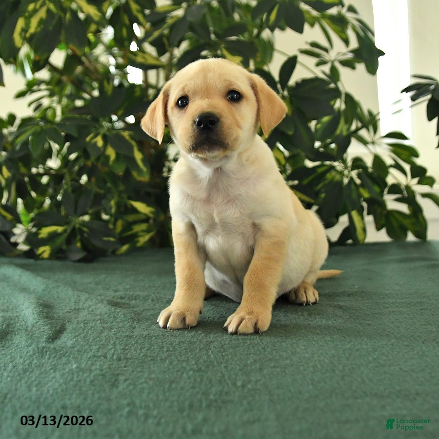 Mixed Breed dogs Maverick - Ad 1
