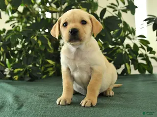 Mixed Breed dogs for sale: Maverick - Ad 4