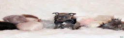 Chihuahua dogs for sale: Denver - Ad 3