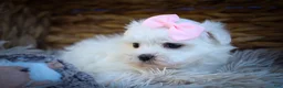 Maltese dogs for sale: Maribel🌸 - Ad 4