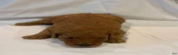 Goldendoodle dogs for sale: Goldendoodle 1 - Ad 4