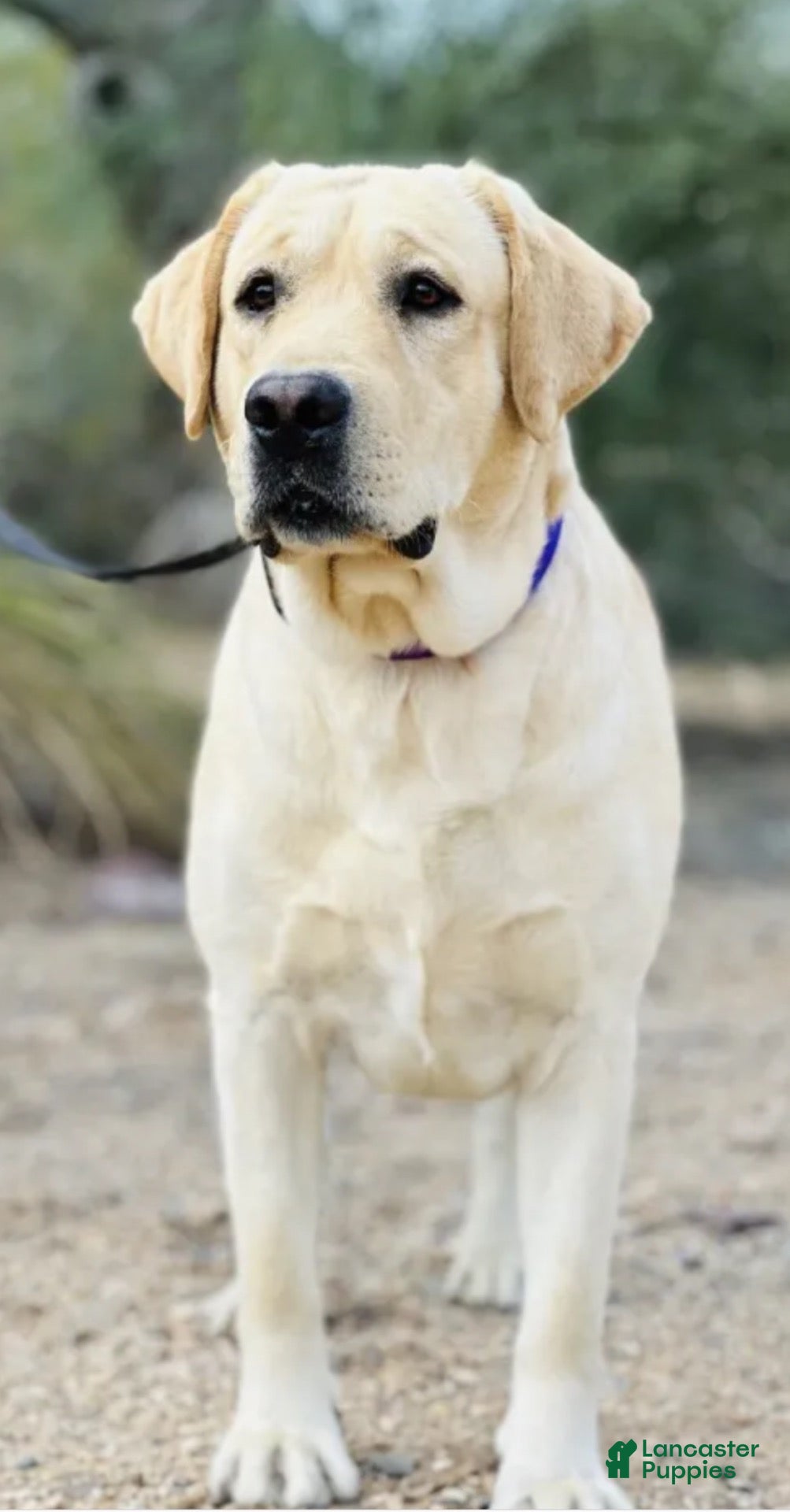 Labrador Retriever dogs Labrador Retriever 8 - Ad 21