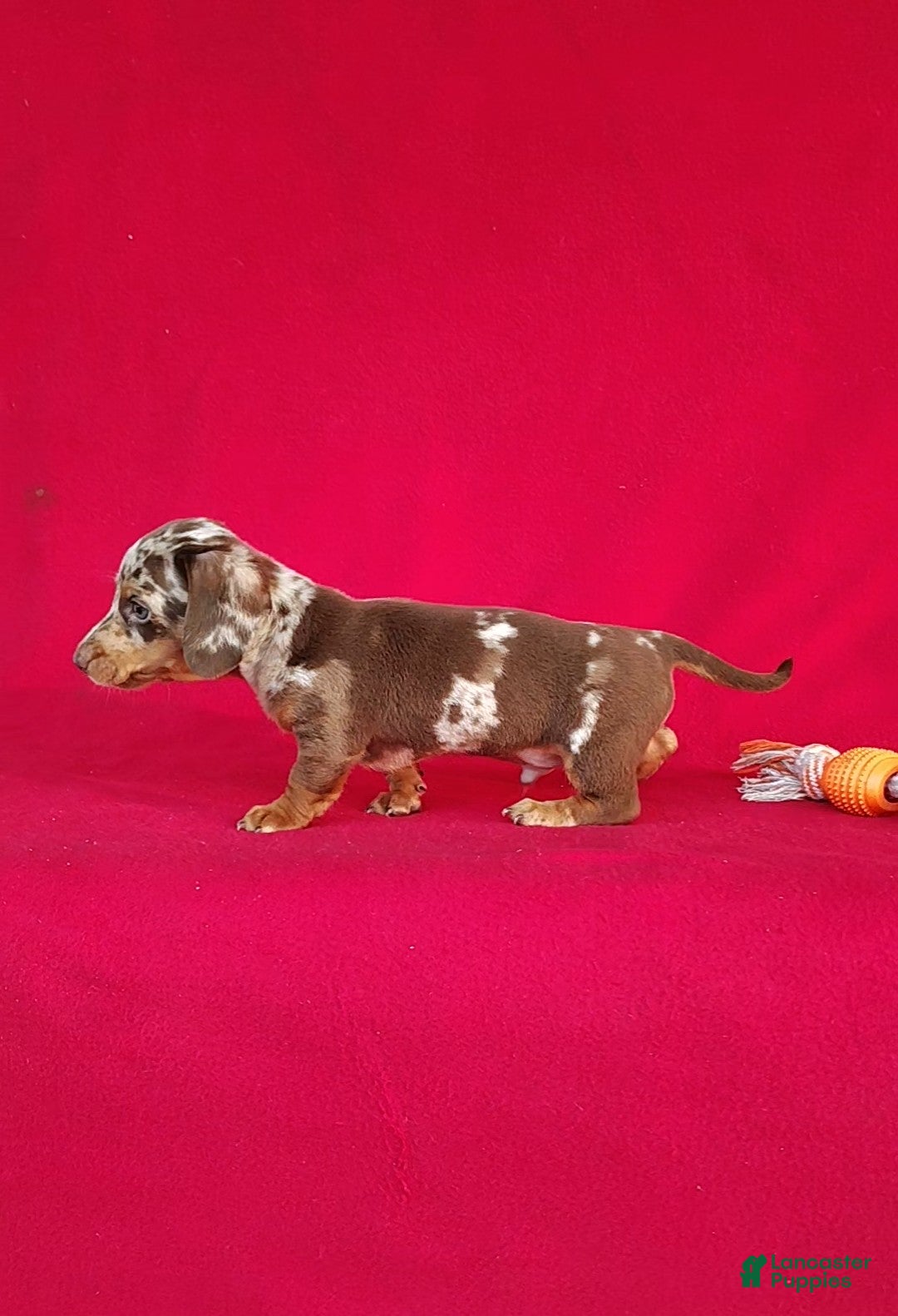 Miniature Dachshund dogs Frankie - Ad 2