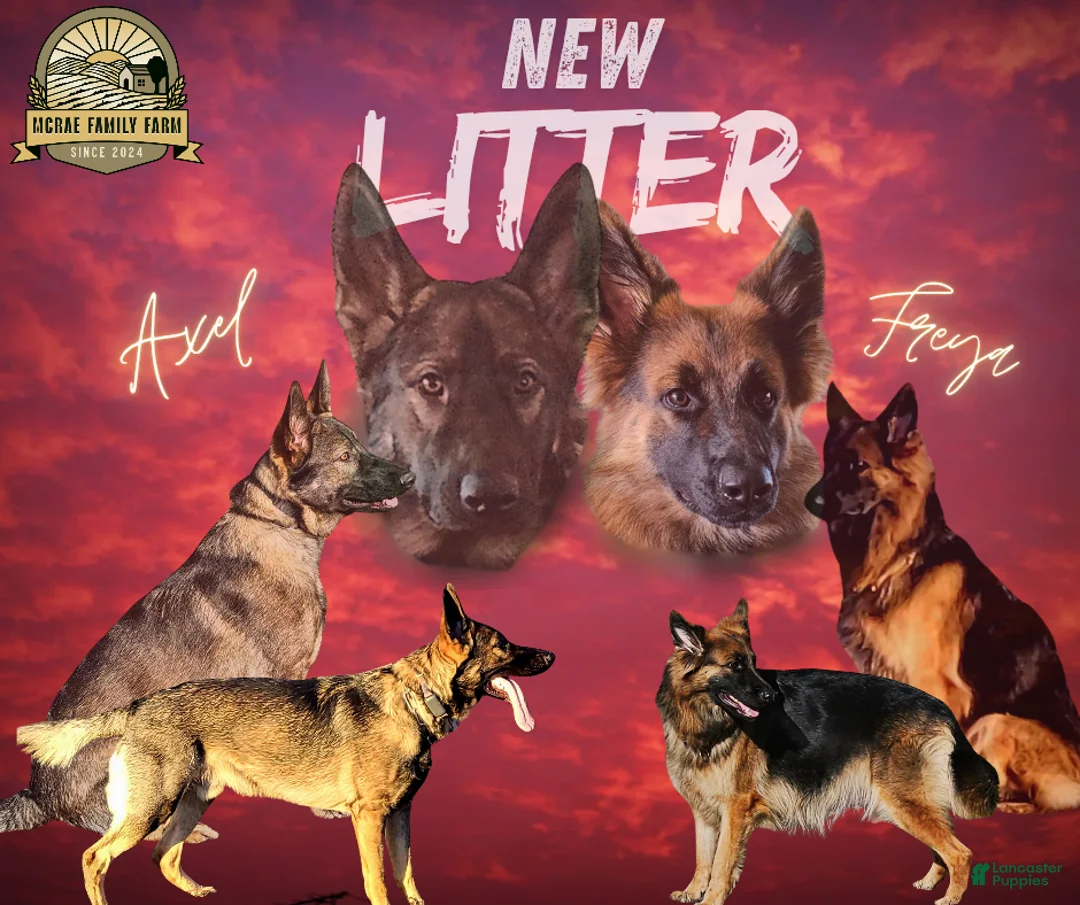 German Shepherd dogs for sale: German Shepherd Girl 2 - Ad 2