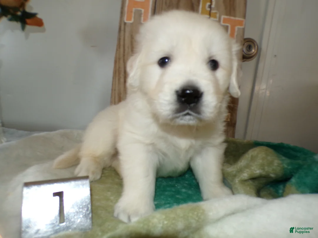 Golden Retriever dogs for sale: Golden Retriever Puppy 1 Cory - Ad 1