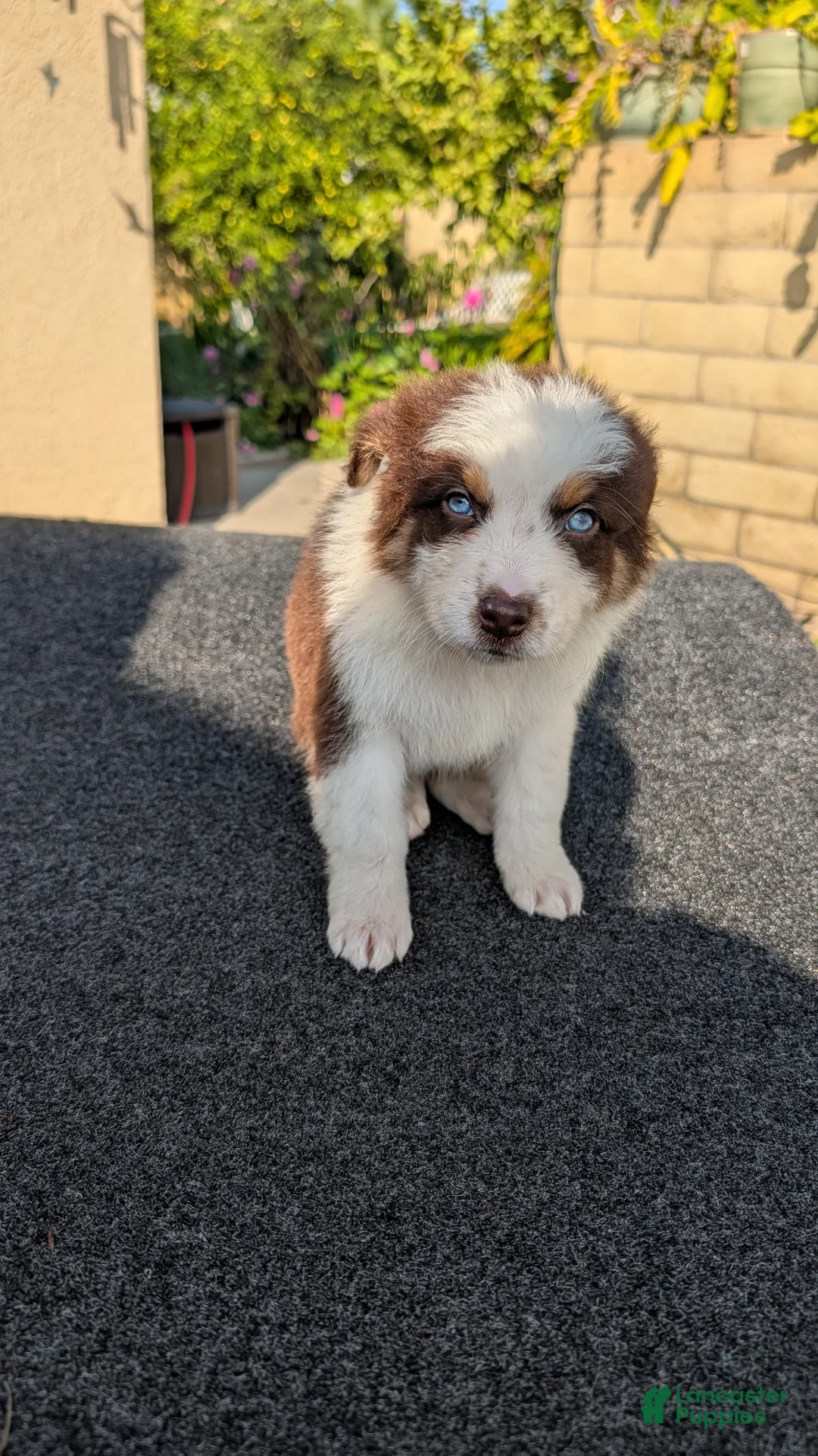 Australian Shepherd dogs for sale: Australian Shepherd Puppy 4 - Ad 1