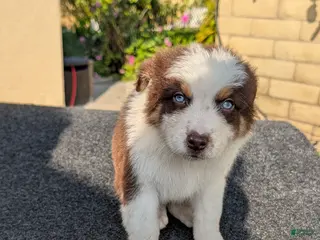 Australian Shepherd dogs Australian Shepherd Puppy 4 - Ad 3