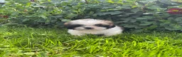 Shih Tzu dogs for sale: Oliver - Ad 6