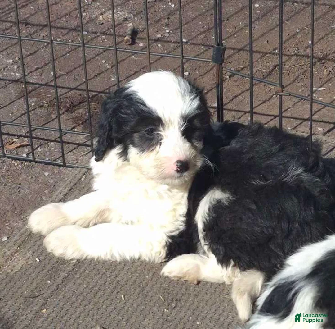 Mini Bernedoodle dogs for sale: Mini Bernedoodle Puppy 1 - Ad 1