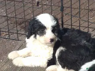 Mini Bernedoodle dogs Mini Bernedoodle Puppy 1 - Ad 17