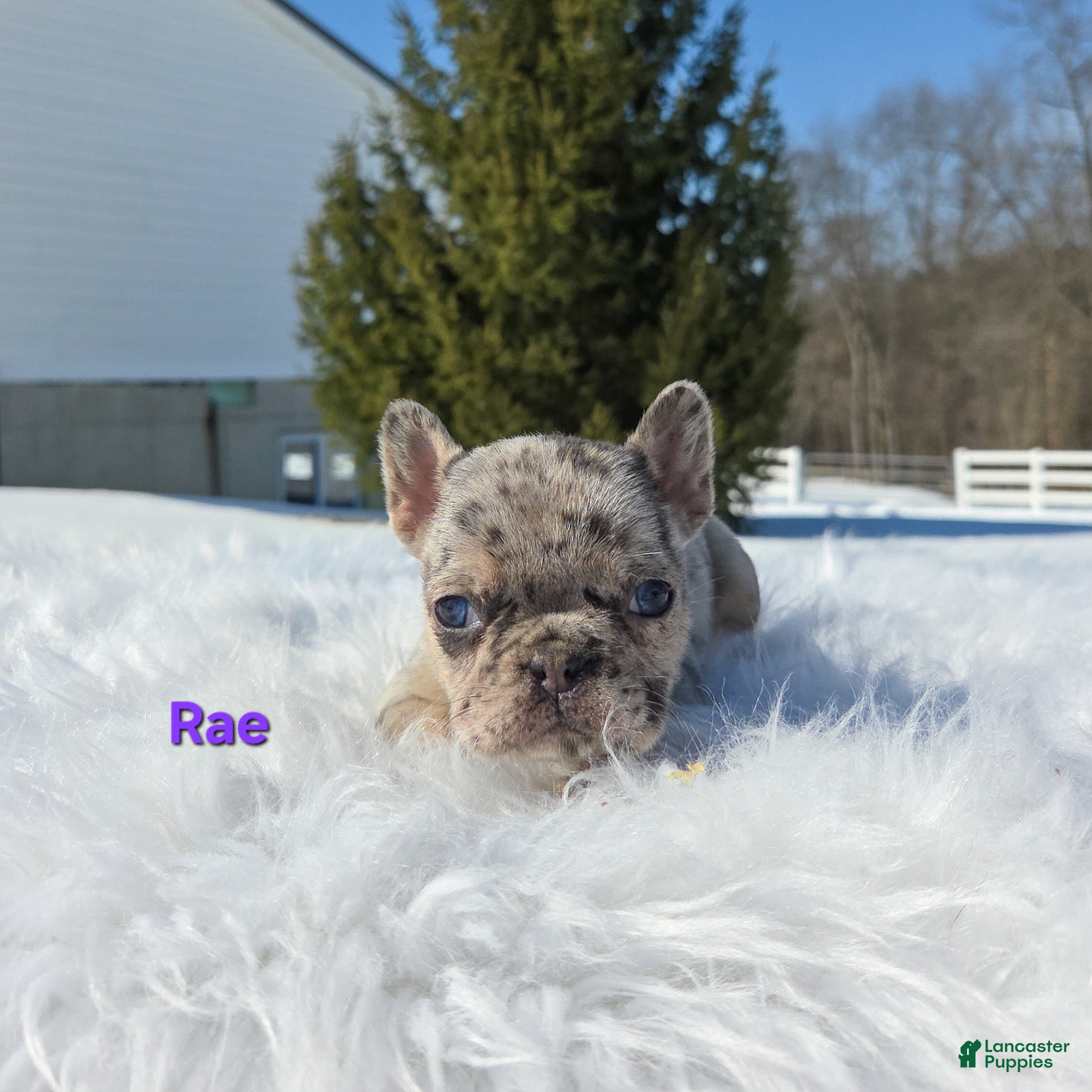Mixed Breed dogs Rae - Ad 1