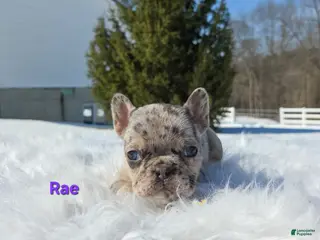 Mixed Breed dogs for sale: Rae - Ad 1