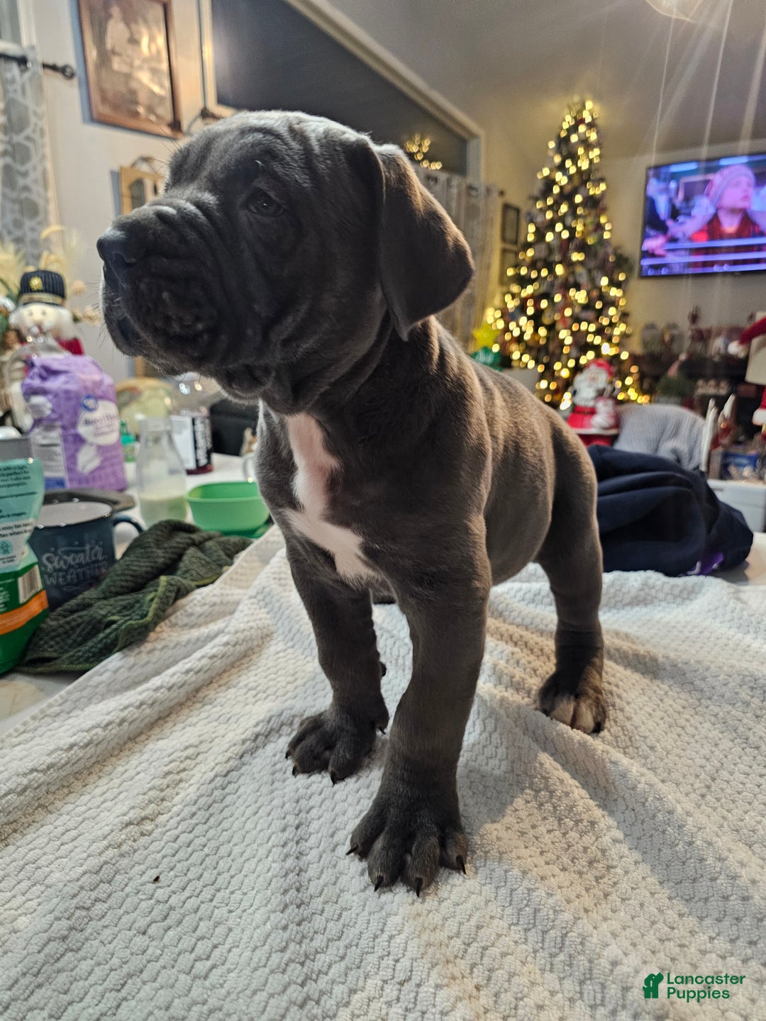 Cane Corso dogs for sale: Scarlett - Ad 2