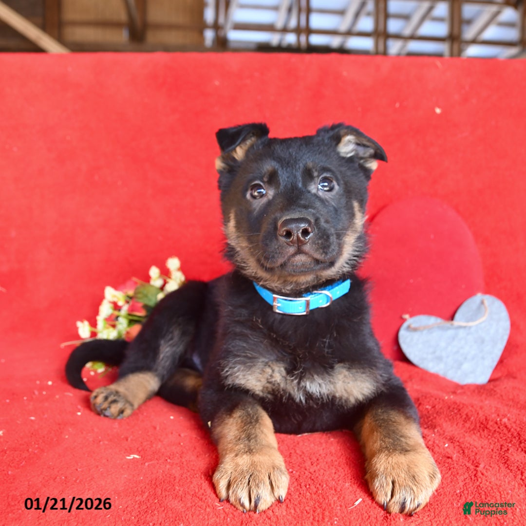 German Shepherd dogs for sale: Justin - Ad 4