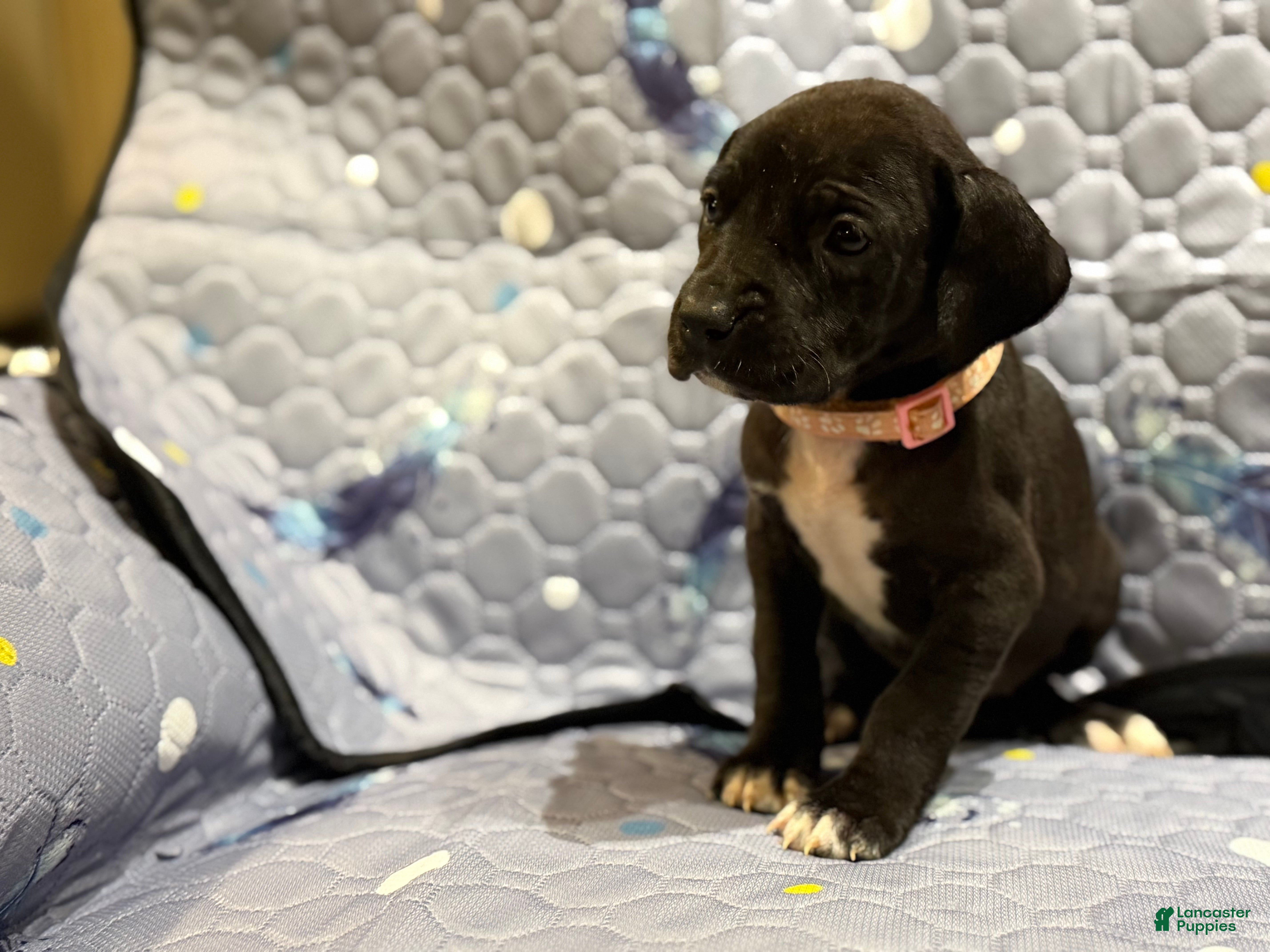 Great Dane dogs Bernadette - Ad 17