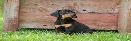 Doberman Pinscher dogs for sale:  Delta (Black Rust) 🖤🐾 - Ad 8