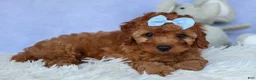 Cavapoo dogs for sale: TYSON - Ad 9