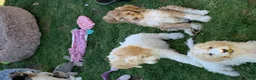 Bernedoodle dogs for sale: Ricky - Ad 2