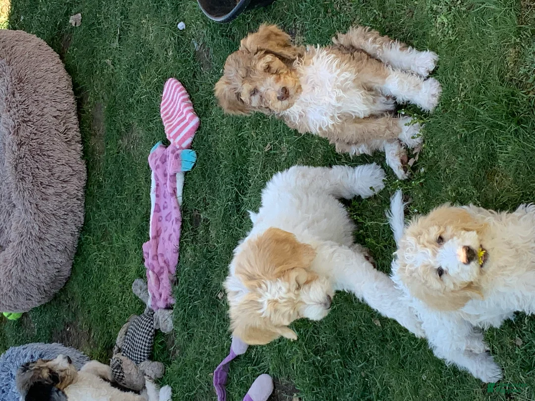 Bernedoodle dogs for sale: Ricky - Ad 2