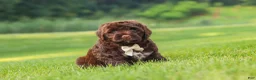 Portuguese Water Dog dogs for sale: River - Ad 2