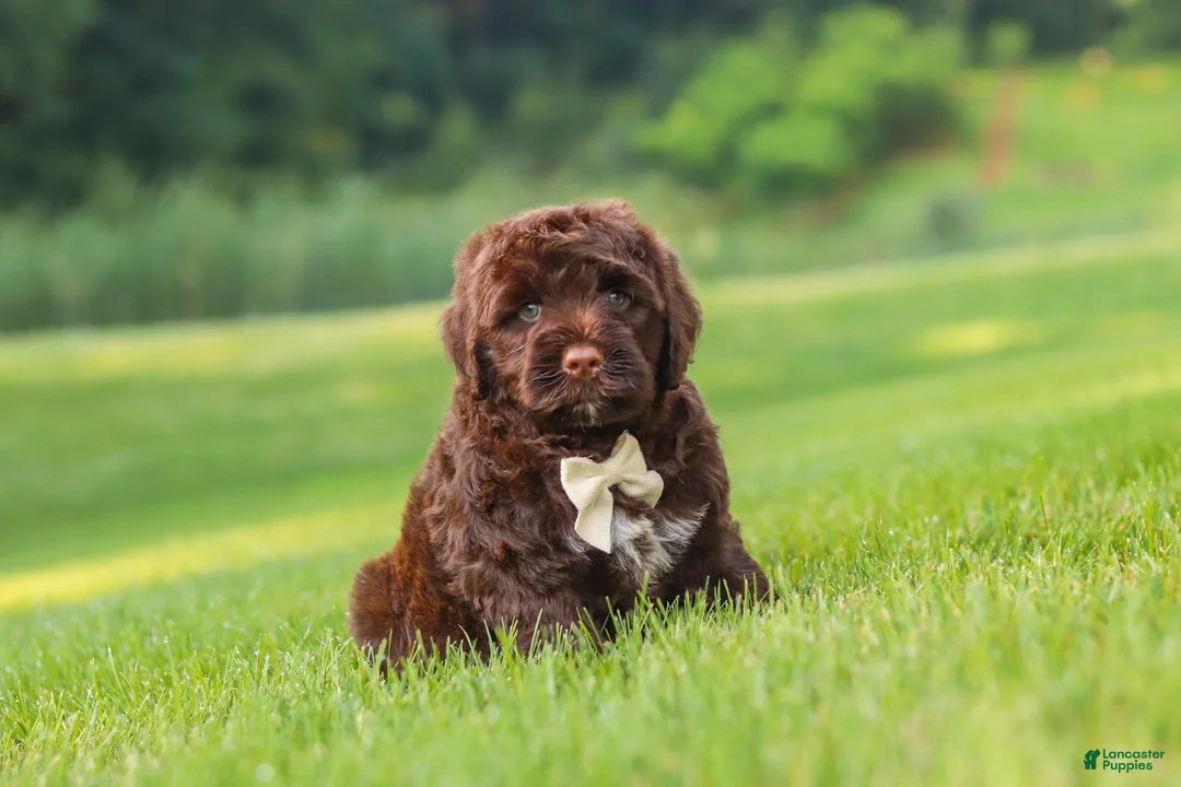 Portuguese Water Dog dogs for sale: River - Ad 2