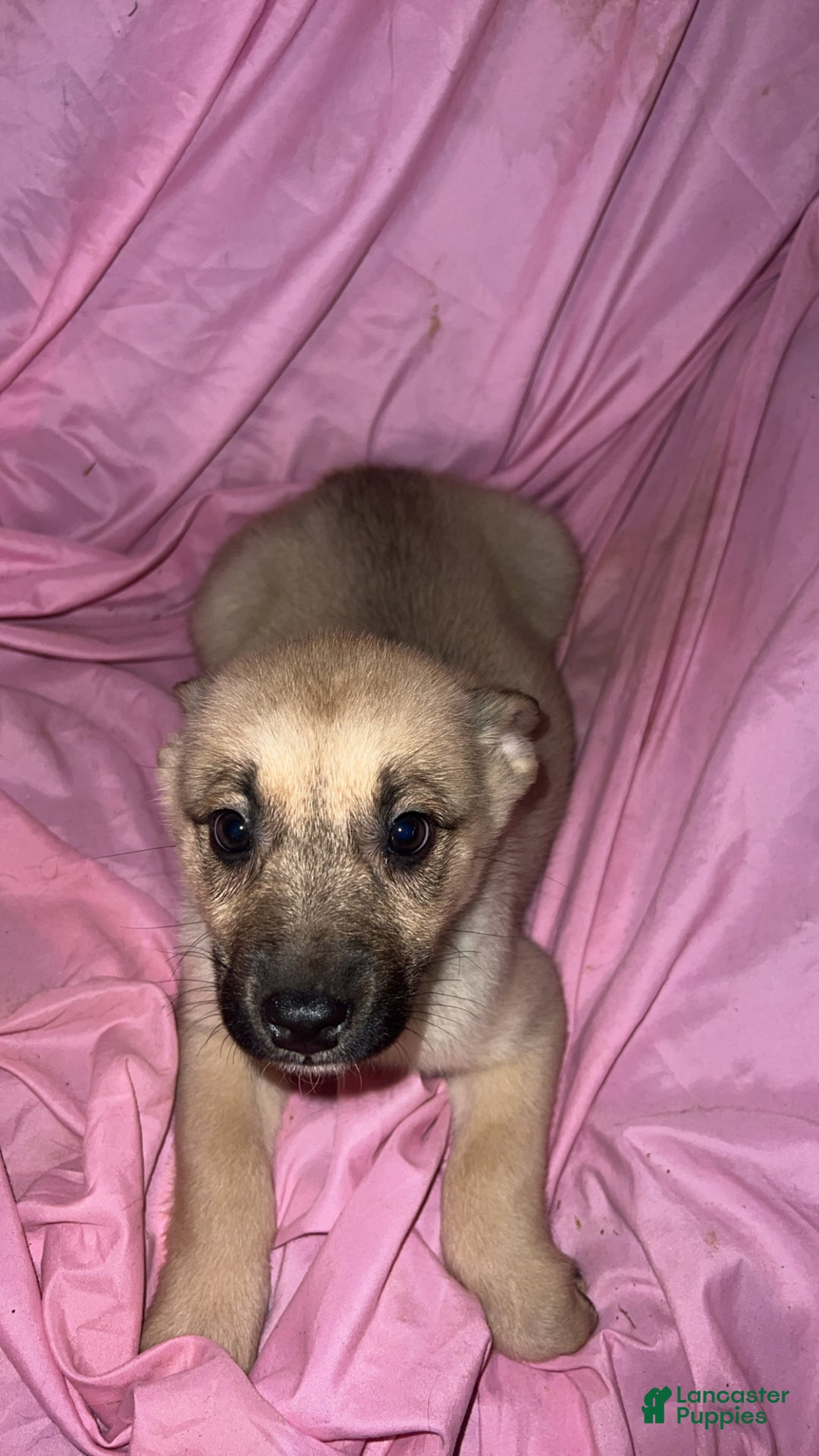 Mixed Breed dogs for sale: Girl 4 - Ad 7