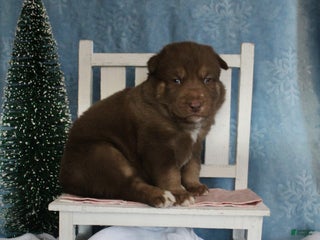 Gerberian Shepsky dogs 1 Pink - Ad 10