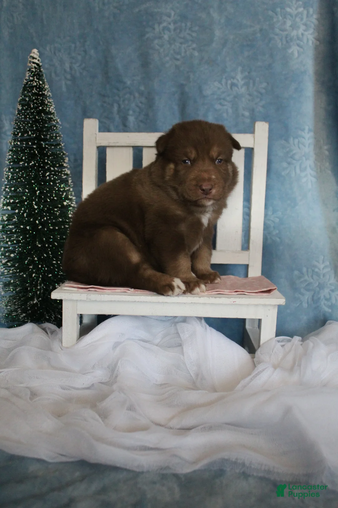 Gerberian Shepsky dogs for sale: 1 Pink - Ad 6