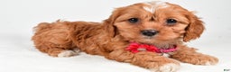 Cavapoo dogs for sale: Rose - Ad 1