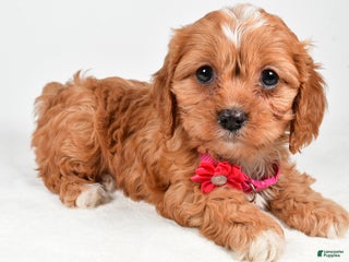 Cavapoo dogs Rose - Ad 18