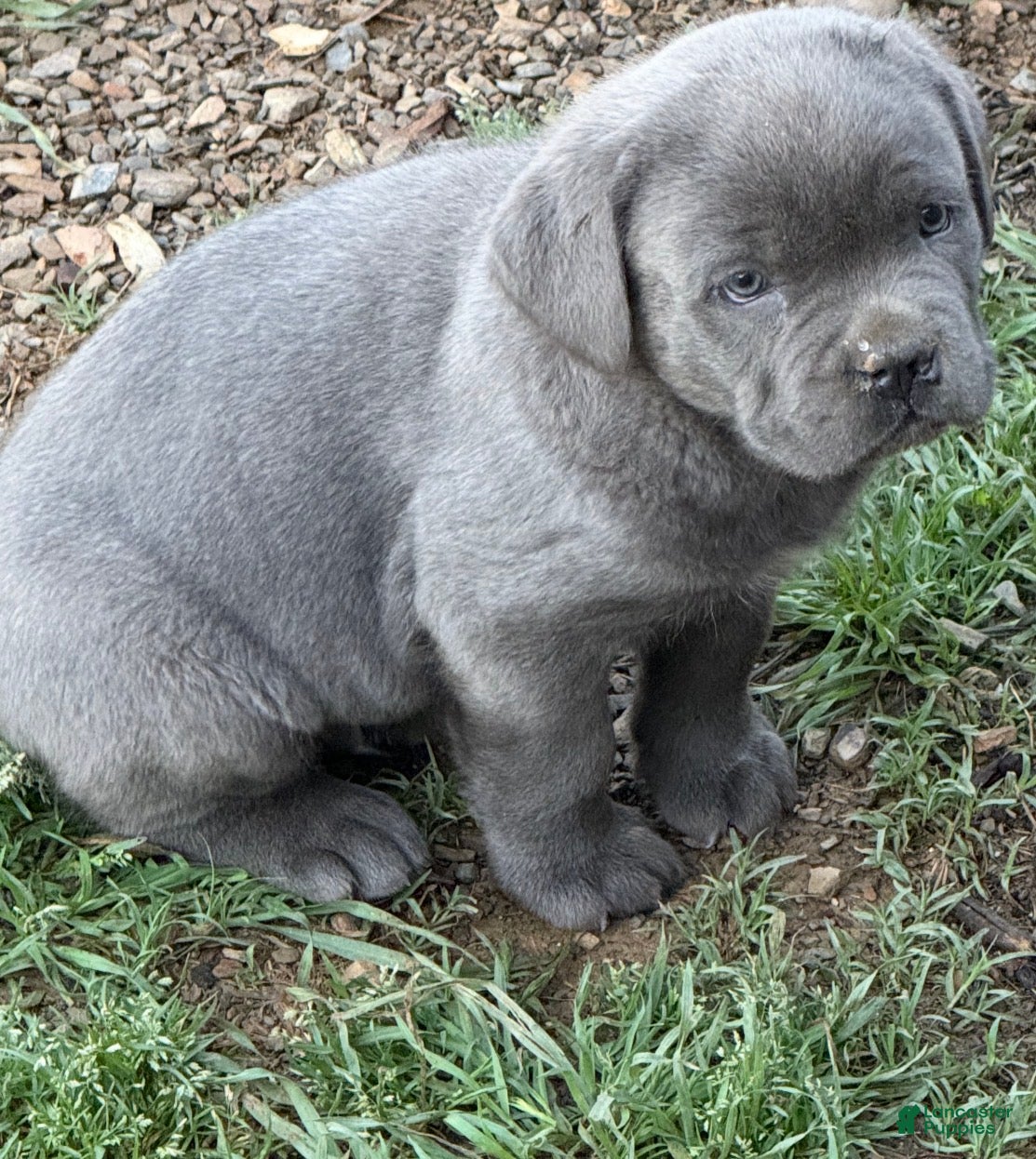 Cane Corso dogs Cane Corso Puppy 2 - Ad 3