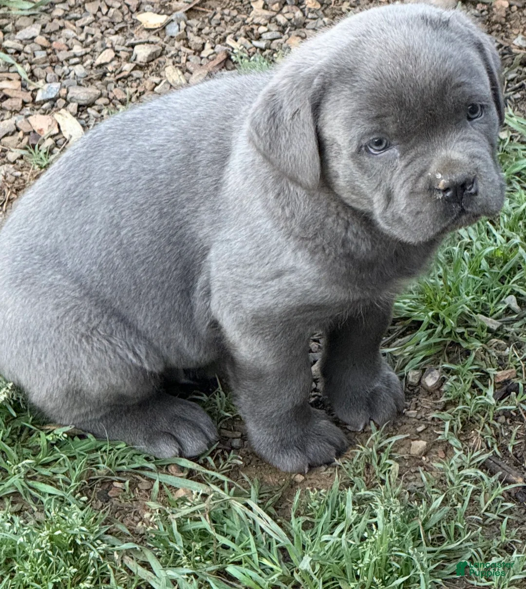 Cane Corso dogs for sale: Cane Corso Puppy 2 - Ad 1