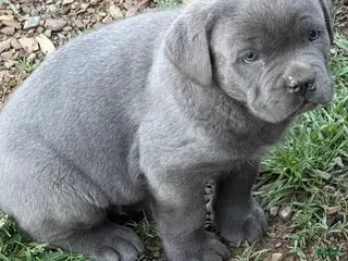Cane Corso dogs Cane Corso Puppy 2 - Ad 3
