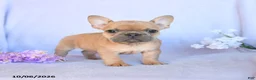 Frenchton dogs for sale: Roscoe - Ad 1