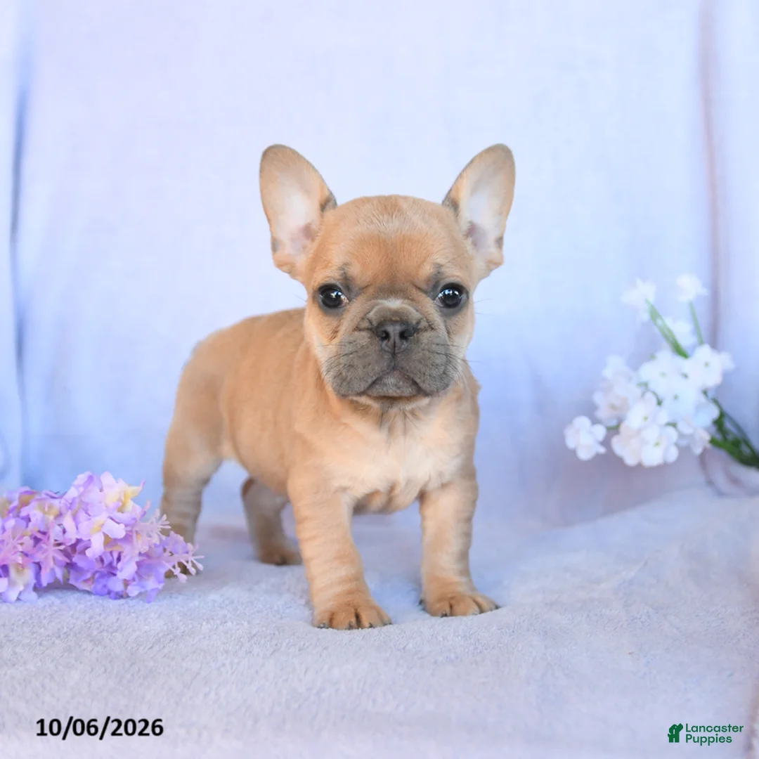 Frenchton dogs for sale: Roscoe - Ad 1