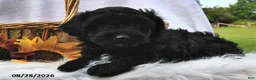 Morkie dogs for sale: Parker - Ad 4