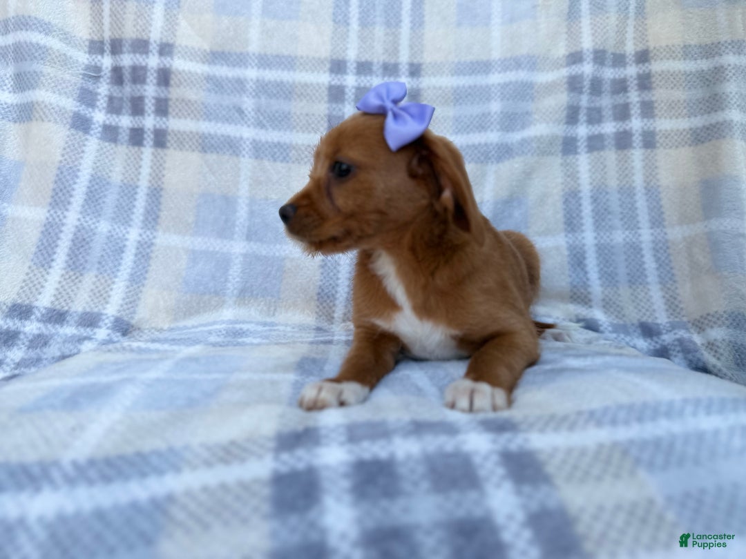 Beagle dogs for sale: Birdie - Ad 2