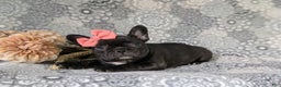 French Bulldog dogs for sale: Nadia - Ad 27