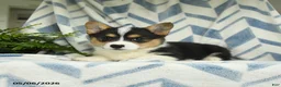 Welsh Corgi Pembroke dogs for sale: Vianna - Ad 3