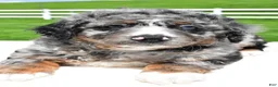 Mixed Breed dogs for sale: Landon - Ad 6