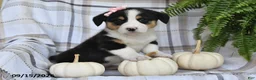 Welsh Corgi Pembroke dogs for sale: Skye - Ad 3