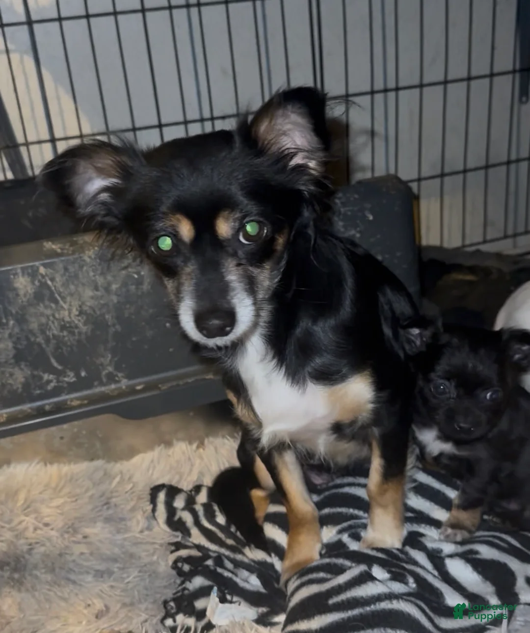 Chiweenie dogs for sale: Chiweenie Puppy 3 - Ad 4