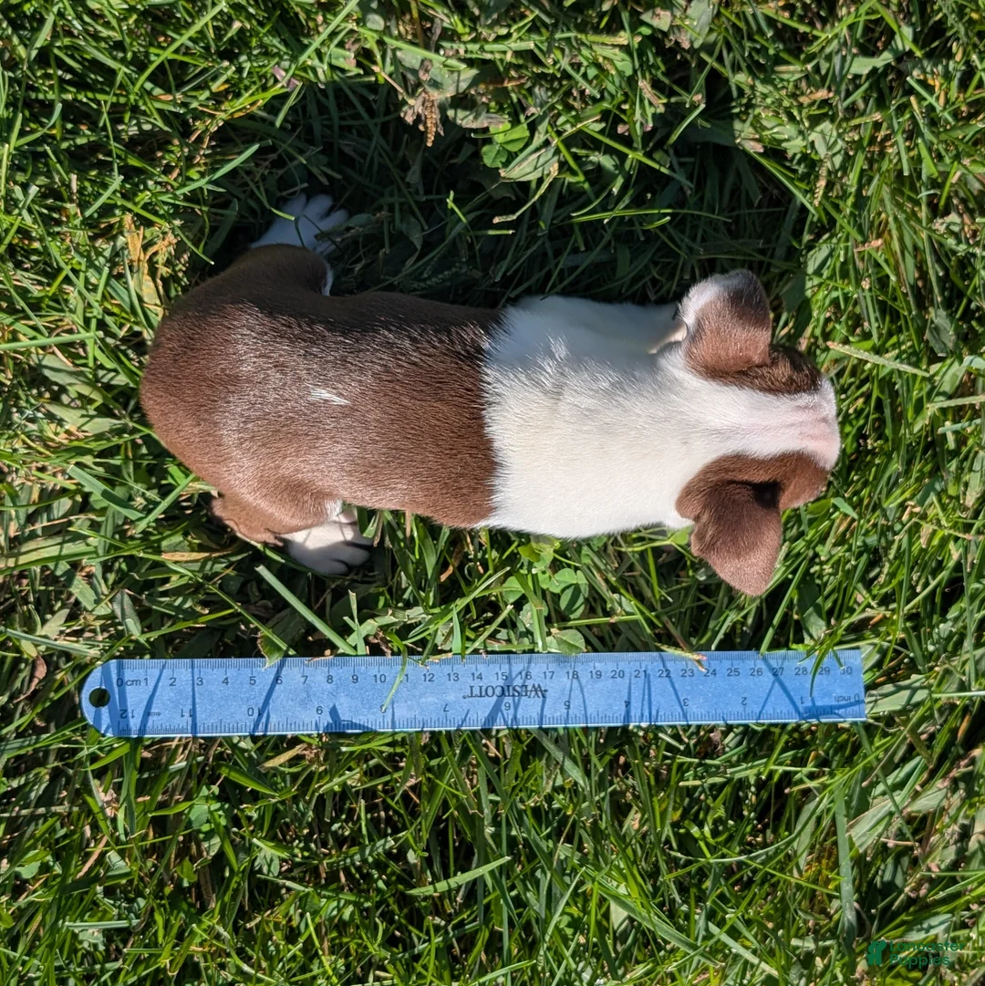 Boston Terrier dogs for sale: Red Pepper - Ad 9
