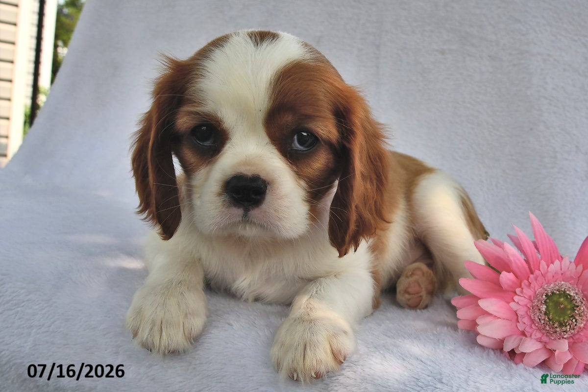 Cavalier King Charles Spaniel dogs Rena  - Ad 2