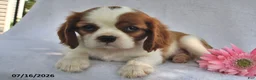 Cavalier King Charles Spaniel dogs for sale: Rena  - Ad 2