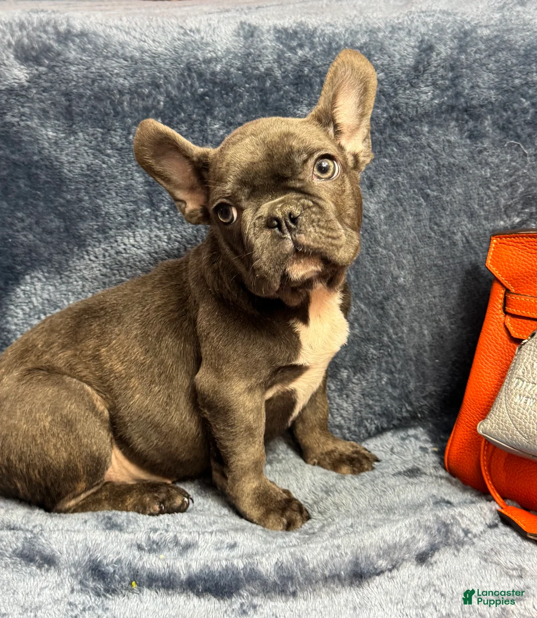 French Bulldog dogs for sale: Cookie - Ad 3