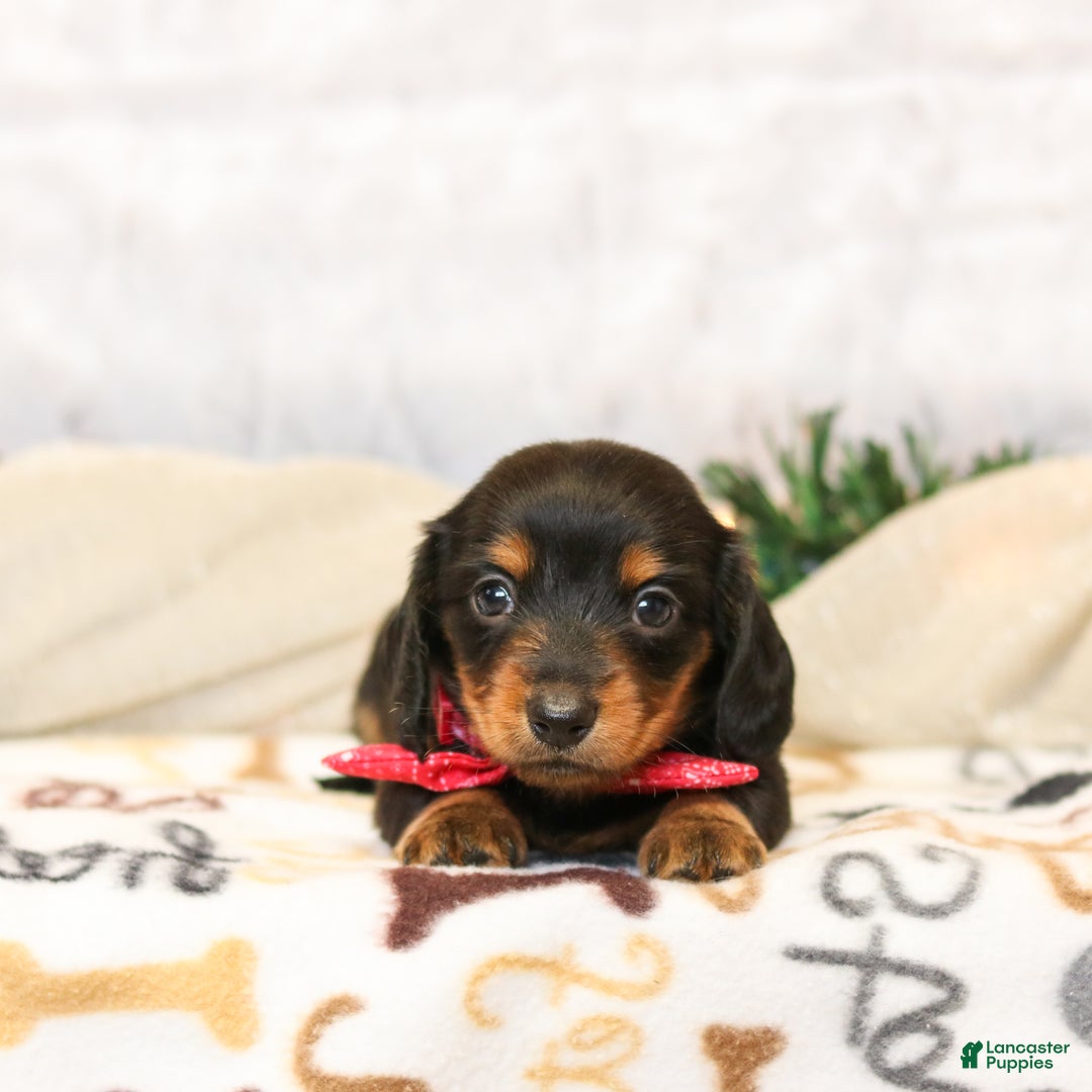 Miniature Dachshund dogs for sale: Jackie - Ad 4