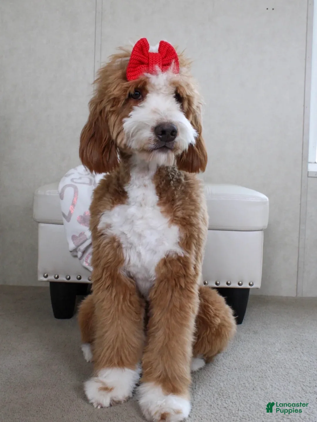 Goldendoodle dogs for sale: Rowan - Ad 6