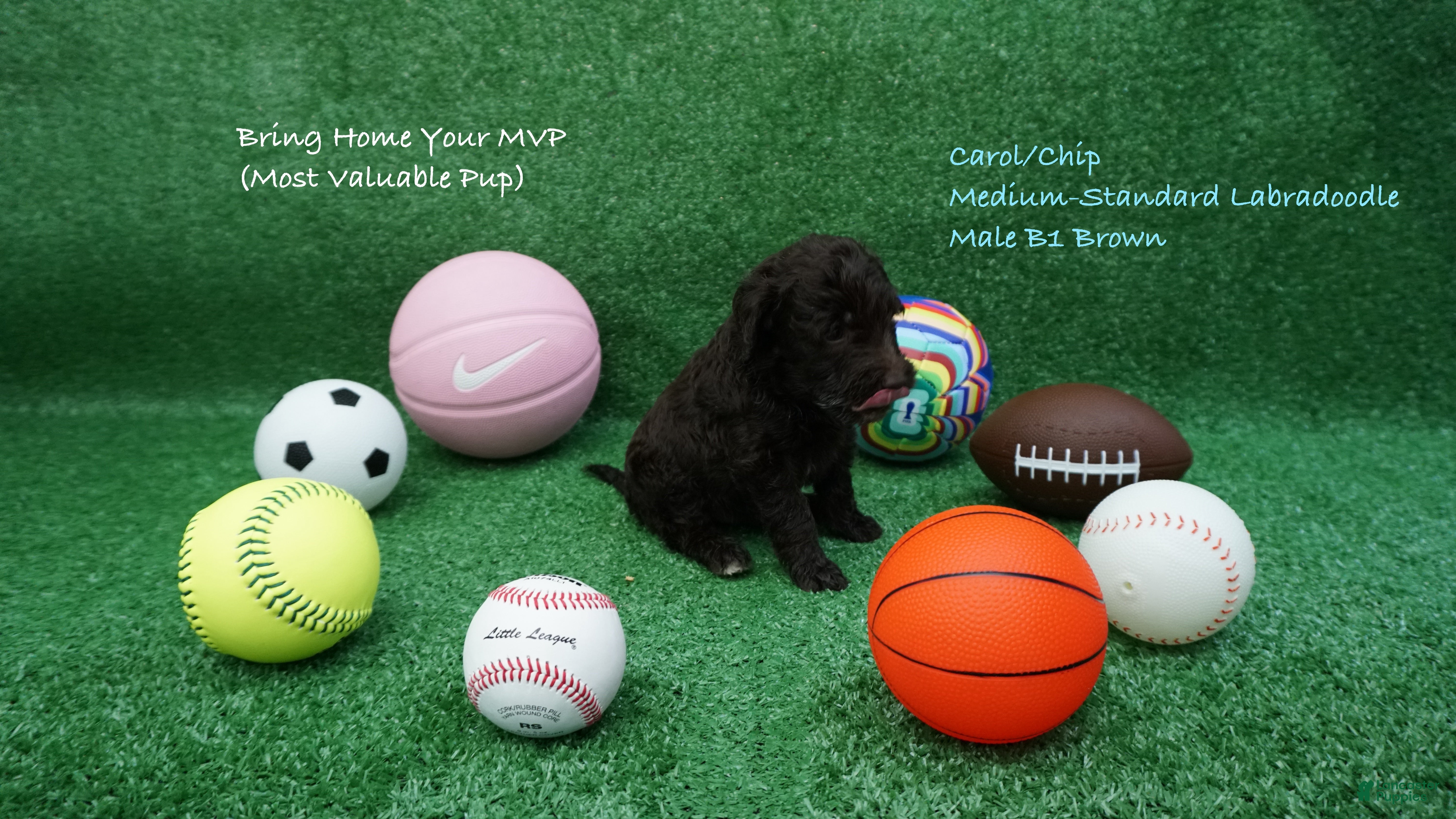 Australian Labradoodle dogs CCB1 - Ad 2