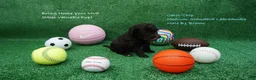 Australian Labradoodle dogs for sale: CCB1 - Ad 2